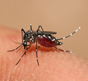 dengue1